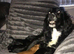 Well bred cocker spaniel pups &pound;500