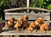 Kc registered working fox red labrador puppies