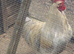 Pair of Orpington