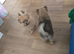 Pomeranian puppy