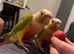 Pineapple Conure Pair - Male & Female - 18 Months Old
