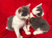 Farm raised kittens