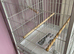 Beautiful brand new cage ideal for budgies!