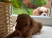 Foxy red boy cavapoo