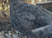 Quail Hatching eggs