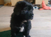 Newfoundland puppy