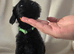 Beautiful Schnockapoo Puppies Seeking Loving