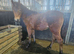 8 months registered new forest filly