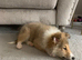 Rough collie sable puppy