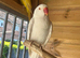 Stunning albino ringneck