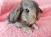 Selection of mini lop babies available