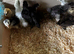 Chicks of various breeds