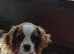 Cavalier King Charles