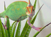 CHAMELEONS