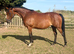 16.1 project thoroughbred mare