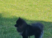 Pomeranian 9months old male
