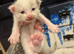 Pedigree Ragdoll mix litter ready 13 October