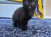 Kittens for Sale