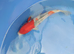 koi HIGH GRADE from &pound;5 to &pound;95