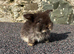 Two pretty baby mini lops for sale