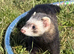 Eu Ferret and pole cat