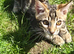 TICA Registered Bengal Kittens – Ready for Loving Homes
