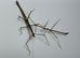 Group of 9 stick insects