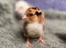 Barbu D'uccle Chicks