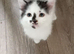 3 very cute kittens