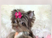 2 beautiful tea cup Yorkshire puppies