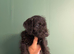 Bedlington x Lakeland terrier male 8weeks old