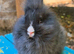 Baby Vienna carrying black lionhead buck
