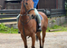 Quality classy and kind - TB Mare
