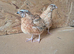Coturnix Quail cockerels