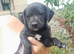 Bedlington whippet puppies