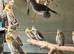 Cockatiels babies ready for new homes.