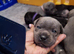 Lilac blue and black stuff to Bull Terriers puppies