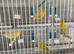 Double wire breeding cages