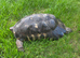 Adult male Marginated Tortoise x3