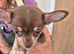 Smooth Coat Female Chihuahuas