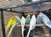 Baby budgies birds