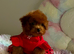 Asian tiny deep red poodle girl 10month