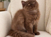 Rare LH cinnamon British longhair female kitten
