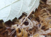 Medauroidea Extradentata Annam Stick Insect 10-15 Nymphs - Vietnamese