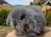 Teddywidder bunnies ready to go now