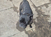 Mix french bulldog with pug