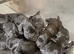 Beautiful Cockapoo Puppies &ndash; 3 Boys & 3 Girls  We are delighted to offer our gorgeous litter of 6 Cockapoo puppies looking for their forever homes.