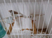 Pair of zebra finches & 3 babies