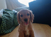 Selling puppies