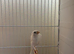 Scottish fancy Canary's